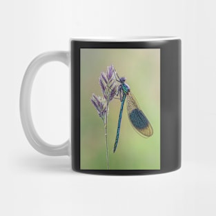 Banded Demoiselle on a Grass Stalk Mug